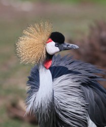 [Calgary Zoo]